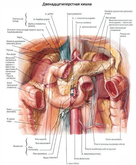 Duoden (intestinul subțire 12)