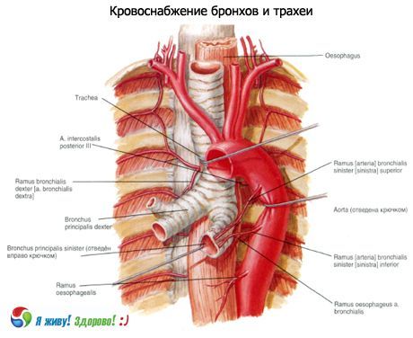Bronhii