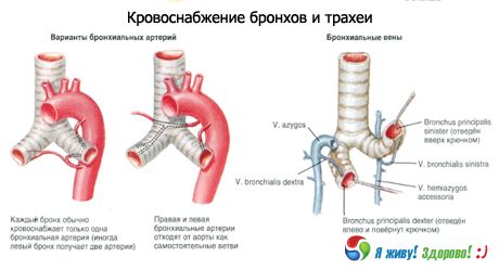 Bronhii
