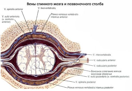 Măduva spinării
