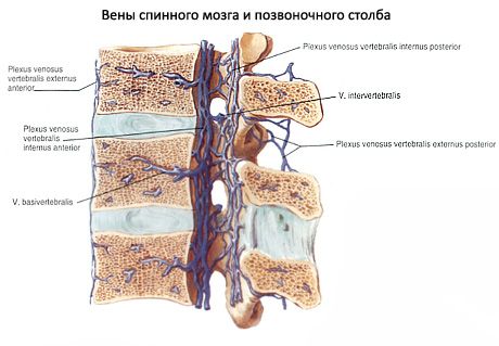 Măduva spinării