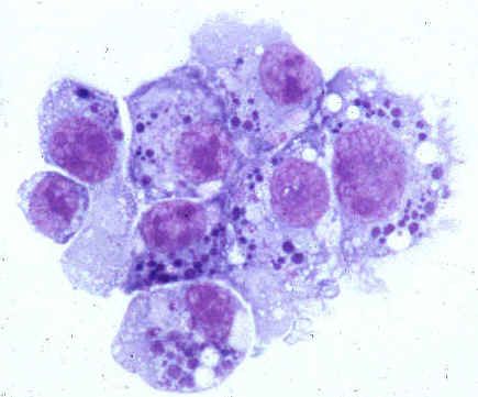Agenți cauzali ai anaplasmozei umane (familia Anaplasmataceae) Agenți cauzali ai anaplasmozei umane (familia Anaplasmataceae)