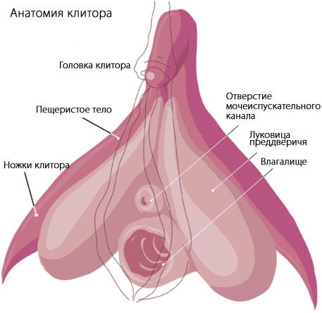 Clitoris Anatomia clitorisului