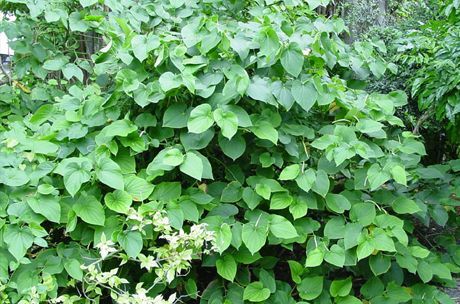 Kava este produsă din rădăcina unui arbust (Piper methysticum)